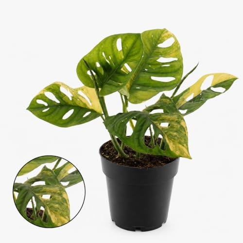 Monstera aurea variegata weiss-buntes Fensterblatt 14cm Topf 30cm hoch