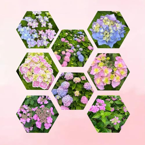 semi di ortensia resistenti, giardino, interno selvatici, vecchie varietà, 150pcs