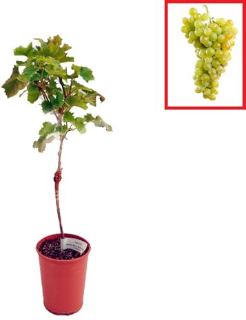 Parra Uva Blanca Moscatel - Planta de Vid | Entre 40 y 70 cm de Altura, Planta Natural, Planta Viva