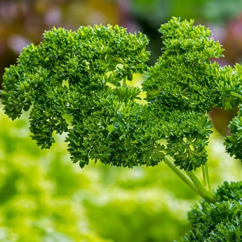 Semi di prezzemolo, semi di antiche varietà resistenti da giardino 200pcs