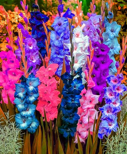 Mysteriöse magische Glühbirne, Winterhart pflanzen, Mehrjährige Blumenzwiebel ist winterhart,Blumenzwiebel Mix,Winterhart zwiebeln-3 Gladiolen zwiebeln