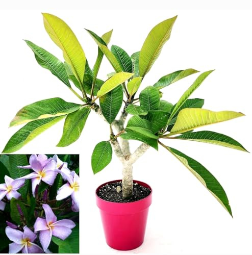 POWERS TO FLOWERS - PLUMERIA FRANGIPANI RAMIFICATA LILLA, altezza 45cm, vaso 16 cm diametro, pianta vera