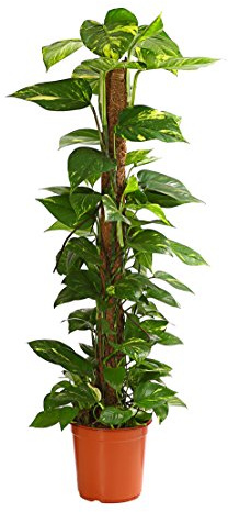 Dehner Efeutute, an Moosstab gebunden, ca. 130-140 cm, Ø Topf 24 cm | Epipremnum aureum, kletternde Zimmerpflanze, luftreinigend und pflegeleicht, für helle bis schattige Standorte