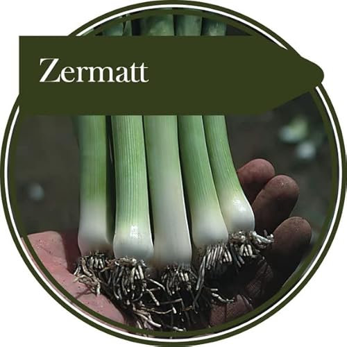 300 semillas de puerro Zermatt. Produce una variedad de maduración temprana, con vástago largo y hojas erectas. Ideal como un puerro bebé o dejado para madurar. Alguna resistencia a la corrosión.
