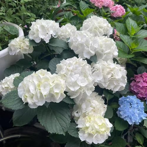 semillas de de hortensia - exterior resistentes pleno sol decoración sala estar extraño en balcón 55pcs