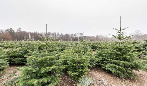 3st. Nordmanntanne 20-30cm im Topf Jungpflanzen – Abies nordmanniana | Forstpflanzen & Weihnachtsbaum-Anzucht | Robuste Nadelbäume für Wald, Garten & Christbaumkulturen