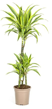 Exotenherz Dracaena deremensis Lemon Lime - Planta verde (90-110 cm de alto, maceta de 21 cm)