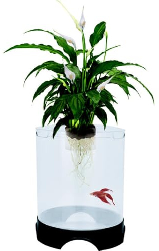 Penn-Plax Aquaponic Betta Aquarium, fördert eine gesunde Umwelt für Pflanzen und Fische