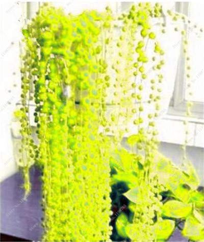 Graines De Fleurs De Chlorophytum Perlé Pour Un Beau Jardinage Jaune Vert Paquet De 100 Graines