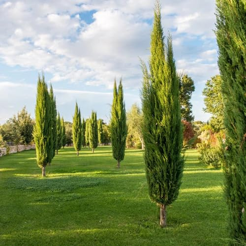 10 semi di cipresso verde