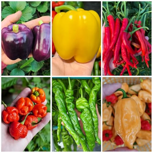 chili jalapeno alte gemüsesorten, exotische zimmerpflanzen chilli wintergemüse gemüsesamen alte sorten wintergemüse 90samen