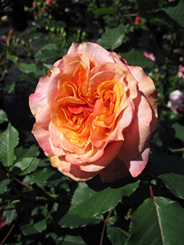Strauchrose - Märchenrose La Villa Cotta ® - Rosa La Villa Cotta ® - Kordes Rose