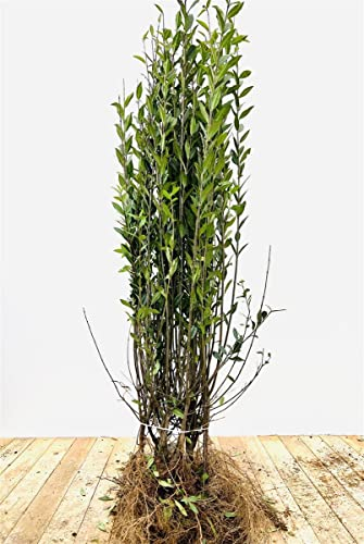 Ligustrum vulgare 'Atrovirens' 80–120 cm – Winterhart, Mehrjährig, Pflegeleicht – Gewöhnlicher Liguster – Heckenpflanze für Garten & Sichtschutz (25 Stück)