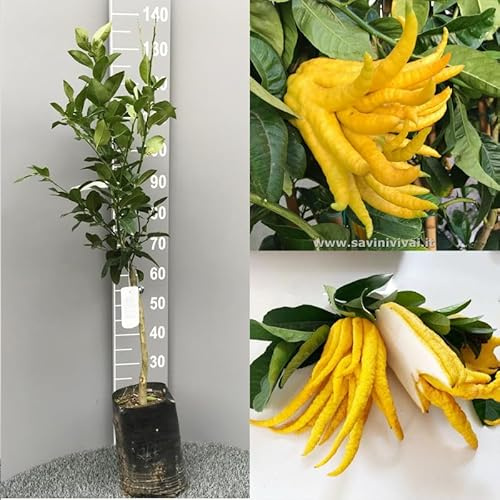 SAVINI VIVAI Planta de cedro, árbol de cítricos, cedro, mano de Buda en fitocélula, altura 100-120 cm 1 año de injerto, fabricado en Italia