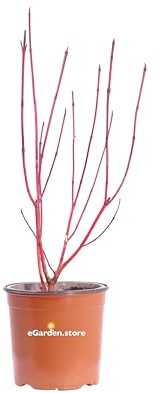 Pianta di Cornus Alba Sibirica pianta da esterno pianta da giardino Pianta di Corniolo pianta vera di Cornus venduta da eGarden.store