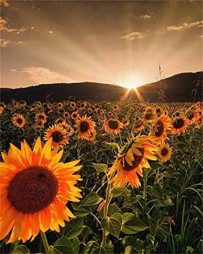 Zdklfm69 Malen nach Zahlen Ölgemälde nach Zahlen Landschaft Erwachsene Sonnenblume Sonnenuntergang auf Leinwand Ölbild Zeichnung Malen nach Zahlen Dekoration Geschenk 40x50cm