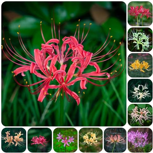bulbos de lycoris radiata - lirio araña, Decoración de jardín exterior resistentes raras 10pcs