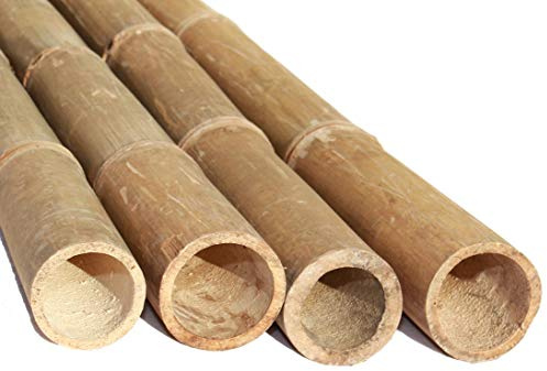 B ambus-discount Bambou géant Petung, 200 cm, en jaune et marron, 1 pièce de 9 à 13 cm de diamètre, naturellement séché