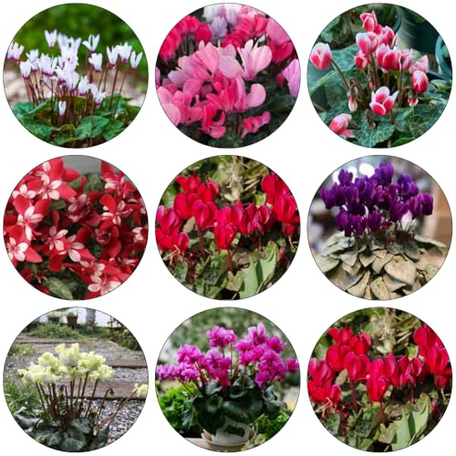 ciclamino - giardino riverdimento tetti interni semi selvaggi giardino selvaggi balcone ombra, resistenti 550pz