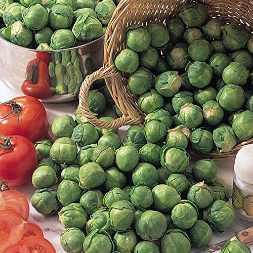 Brussels Sprout 'Bedford Fillbasket' Seeds Hardy Annual Vegetable Garden Plants Easy to Grow Sow Your Own at Home 1 Packet of 100 Seeds by Thompson and Morgan