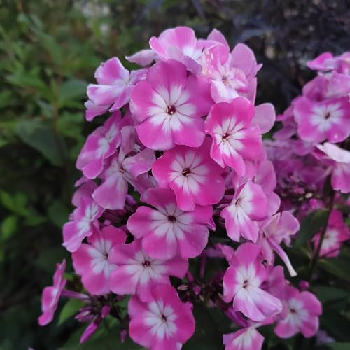 Phloxrhizome : Phlox - Flammenblumen  Laura  winterhart 1 Rhizom