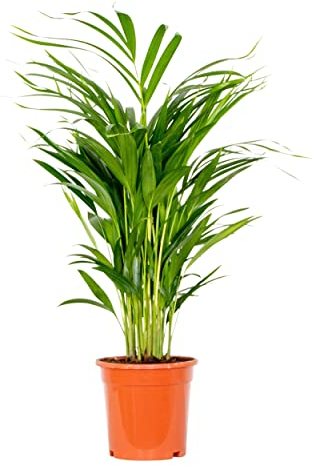Bloomique - Dypsis Lutescens - Goldfruchtpalme - Areca Palme - Zimmerpflanzen - Pflegeleicht - Haustierfreundlich - Höhe 60-70 cm - Topf 17 cm