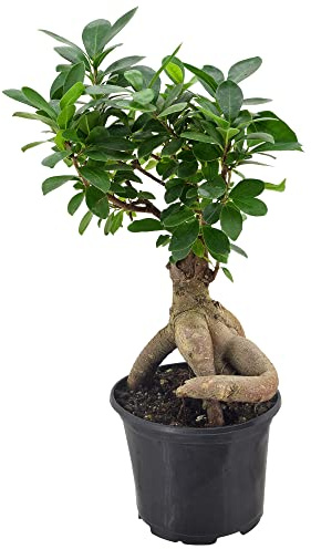 Arcadia Garden Products LV62 Ginseng Ficus Live Indoor Bonsai Plant in 6 in. Plastic Grower Pot, 6 Inch, Green *Sold By Amazon and Arcadia Garden Products*