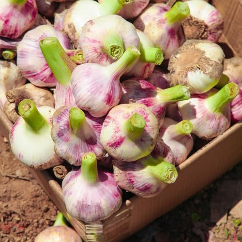 aglio - piantare l'aglio invernali invernali, verdi da giardino esotiche da rialzate vegetali Semi 500semi