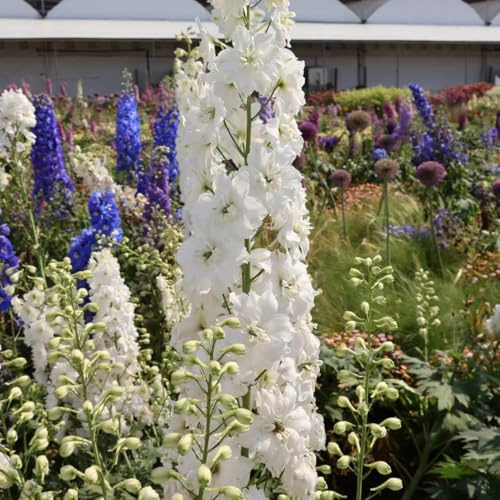 Rittersporn(Consolida ajacis),schnell wachsender kletterpflanzen geschenke für gartenliebhaber DekorativePflanzen bonsaitopf deko wohnzimmer modern 500Samen