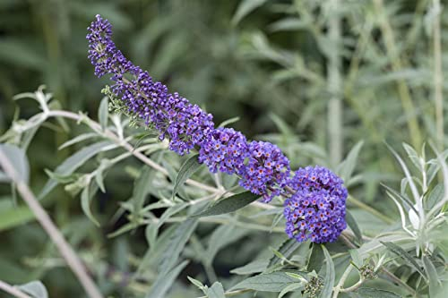 Buddleja davidii 'Nanho Blue' 40–60 cm – Winterhart, Mehrjährig, Pflegeleicht – Schmetterlingsflieder – Zierstrauch für Garten & Terrasse