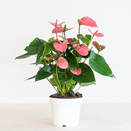 BloomPost Anthurium Andr Madural Rosa (FlamingoPflanze) P17 55cm Höhe Zimmerpflanzen Luftreinigend Leicht zu pflegen Frisch des Züchters