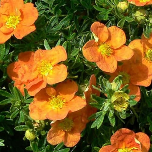 Potentille arbustive 'Tangerine' – Potentilla fruticosa 'Tangerine' – 25-30 C – 25-30 cm pot | Fleurs orange cuivré, très florifère