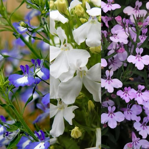 Carbeth Plants - Lobelia 3 Mixed Plants in 9cm Pots - Blue, White & Lavender - Semi-Trailing Varieties - Ideal for Baskets and Patio Planters