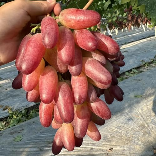 Weintrauben mix,wein winterhart,Gartendekoration,Tafel-Traube,winterhart mehrjährig,Breite Verwendung,fruchtig,duftend.-3stück-D