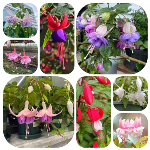 Fuchsien, bodendecker winterhart mehrjährig blumensamen bio alte sorten hochbeete für garten indoor gewächshaus exotische zimmerpflanzen rankpflanzen topfpflanzen schnittblumen 600samen