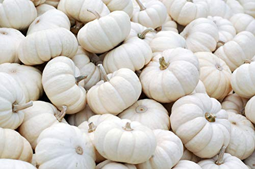 Seedeo® Kürbis Flat White Boer (Cucurbita maxima) 10 Samen BIO