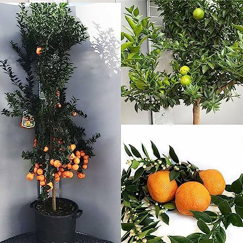 SAVINI VIVAI Chinotto-Pflanze Chinotto-Zitrusbaum im 35 cm Topf, Höhe 150-180 cm, 6-7 Jahre Veredelung, hergestellt in Italien