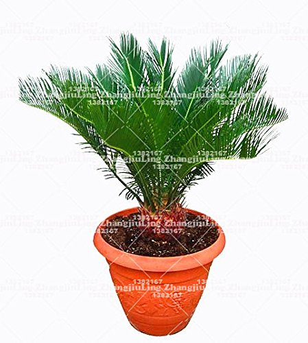 sachet de graines de Cycas graines de palmier sagou graines de fleurs de bonsaï taux de bourgeonnement plante en pot rare pour potager Paquet de 100 graines