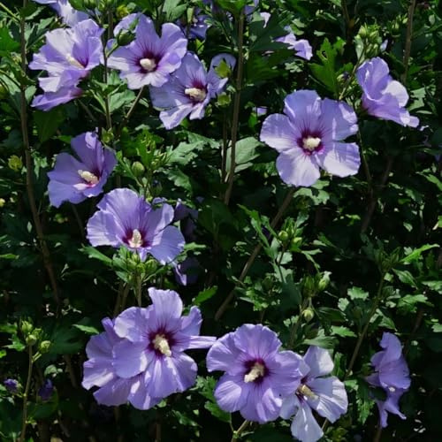 hibiskus, winterharte kübelpflanzen, deko hibiskussamen, baumsamen indoor gartenblumen, schnell wachsende 80samen
