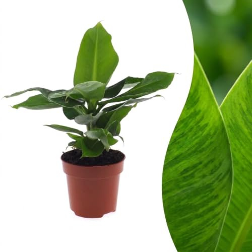 Musa Oriental Dwarf - Banane naine - 30cm - Ø12cm