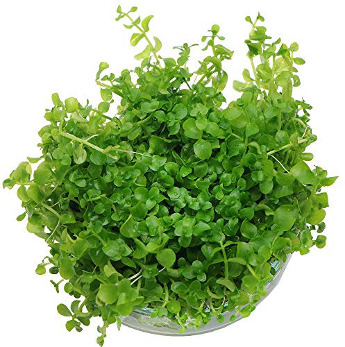 K2AQUA Micranthemum Monte Carlo in Vitro Live Aquarium Plants Carpet Tropical Freshwater Tank