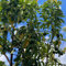 semillas de aguacate, árboles frutales, semillas de frutas fruta columnar resistente, semillas de árboles árboles jardín resistente estándar resistente, jardín de flores fácil de 10pcs