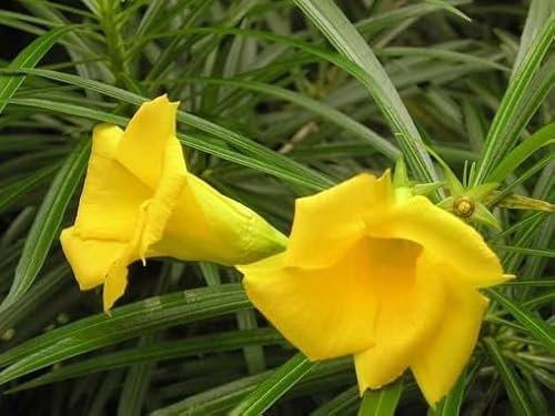 New Fresh 80pcs Oleander Flower Seeds