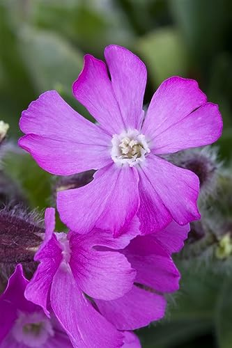 Silene dioica 9x9 cm Topf – Winterhart, Mehrjährig, Pflegeleicht – Rote Lichtnelke – Staude für Beet & Naturgarten