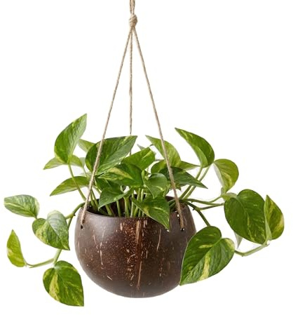 Supvox Hängender Blumentopf Aus Kokosnussschale Pflanzkorb Zum Aufhängen Für Balkon Terrasse Innen- Und Außengarten Für Blumen Sukkulenten Und Veilchen 26.00 X 12.00 X 7.50 cm