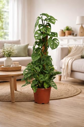 Monstera Obliqua Monkey Leaf 80–100 cm am Moosstab – Seltene Fensterblatt Zimmerpflanze mit großen Lochblättern, tropische Kletterpflanze, dekorative Grünpflanze für Wohnzimmer & Büro