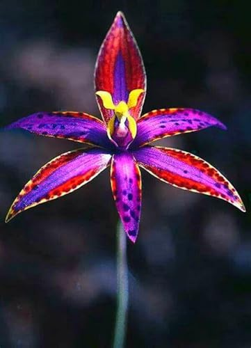 Eleganza Rizoma Di Cymbidium Orchidea, Resistenti Al Freddo E Alla Siccità, Facile Da Coltivare, Adatto A Primavera E Autunno-3 Rizoma-C