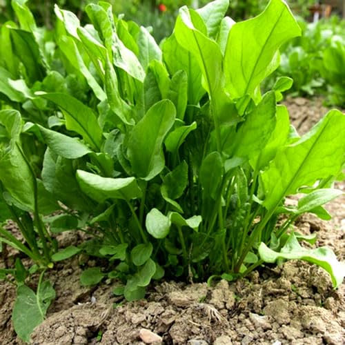 Herb - Sorrel - Blonde De Lyon - 1500 Seeds + Plant tag + Freebie - Rumex Acetosa - Drought Tolerant