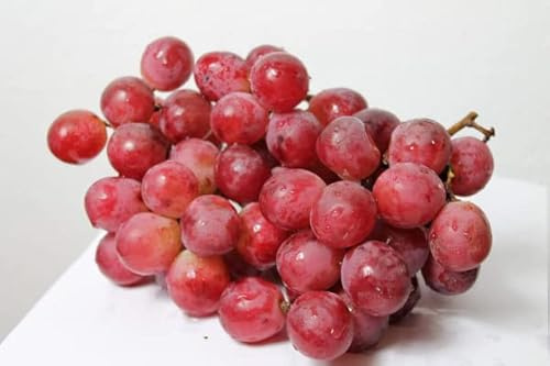 Vitis vinifera Erdbeertraube | Weintraube Tafeltraube