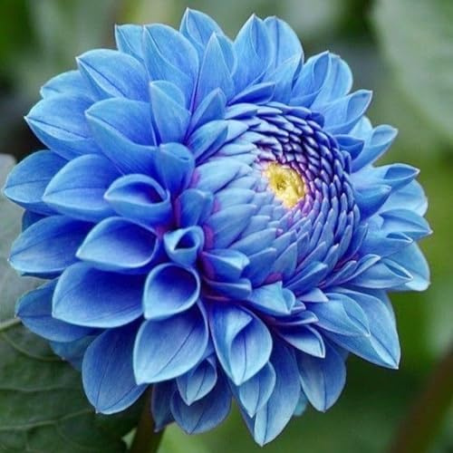 Naturale Dalia bulbi,Piante perenni,Dalia pianta vera,resistenti al freddo,Tagliare,Facile da curare(non artificiali)-4 bulbi-J
